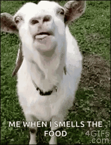 Goat Lick GIF