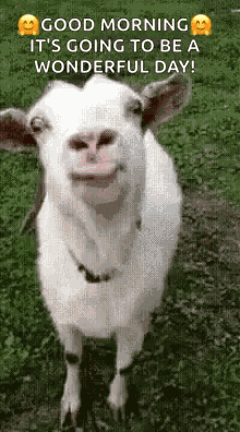 Goat Lick GIF