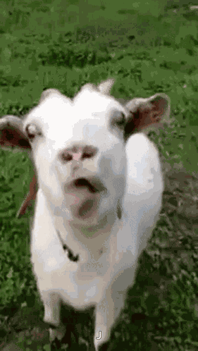Goat GIF