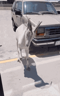 Goat Mad GIF