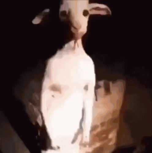 Goat GIF