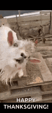 Goat Nag GIF