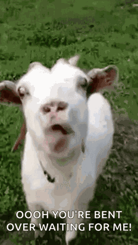 Goat GIF