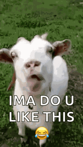 Goat GIF