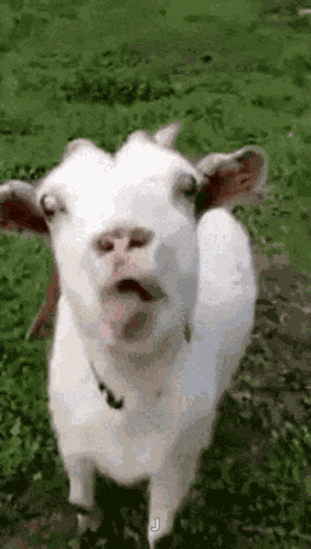 Goat Rimidarling GIF