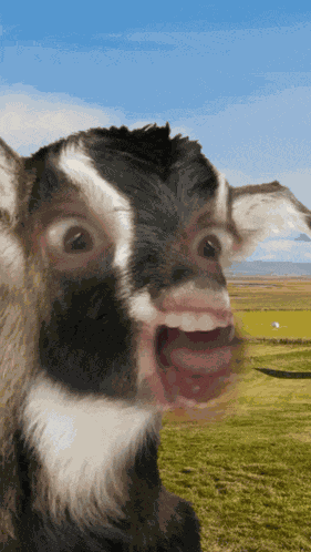 Goat Scream Goat Tongue GIF