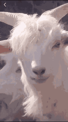Goat Smile GIF