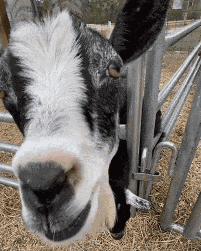 Goat Tongue GIF