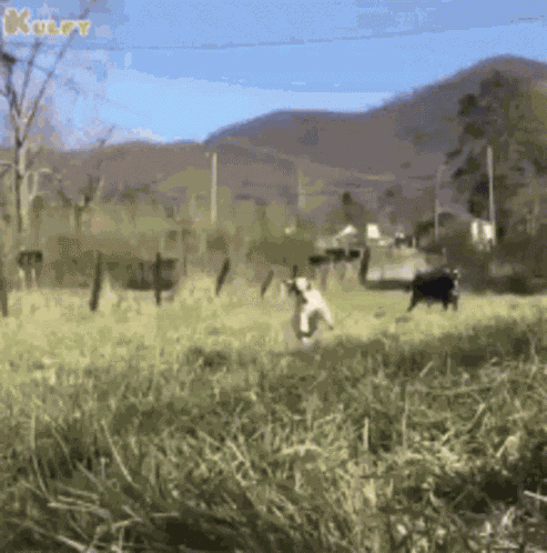 Goat Tribe Goat GIF