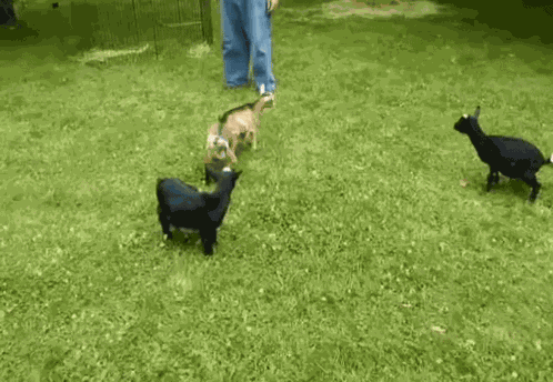 Goat GIF