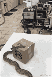 Goatplaybanjo Snake GIF