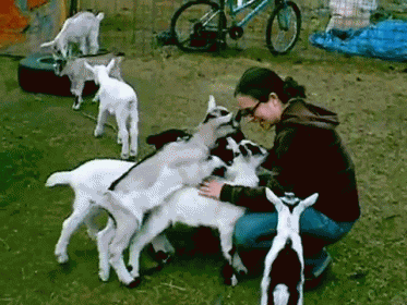 Goats Vs. Human GIF