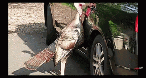 Gobble Funny GIF