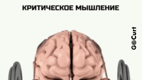 Gocurt Kritical GIF