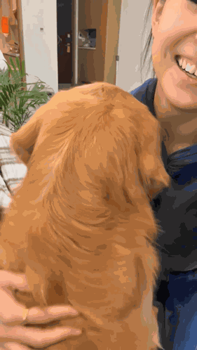 Golden Golden Retriever GIF