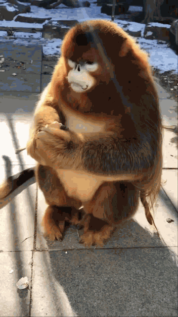 Golden Monkey Funny Monkey Vkid Monkey Shpek Monkey Snusoed Govnoed GIF