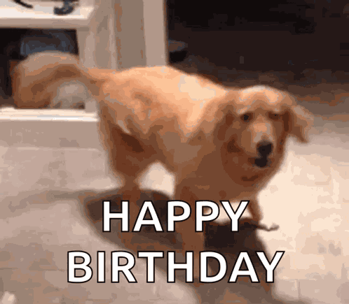 Golden Retriever Dog GIF