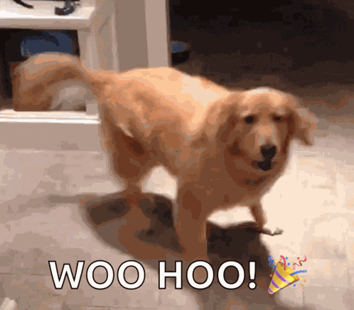 Golden Retriever Dog GIF