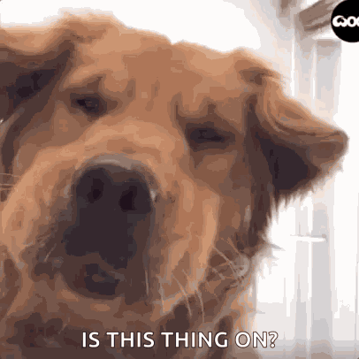Golden Retriever Dog GIF