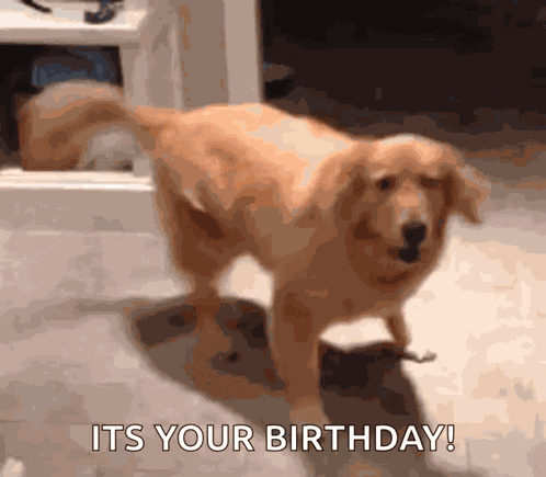 Golden Retriever Dog GIF