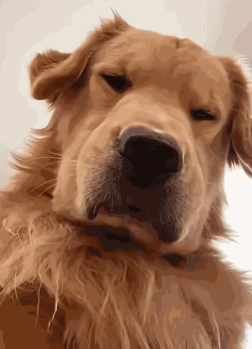 Golden Retriever Dog GIF