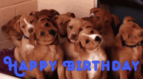 Golden Retriever GIF