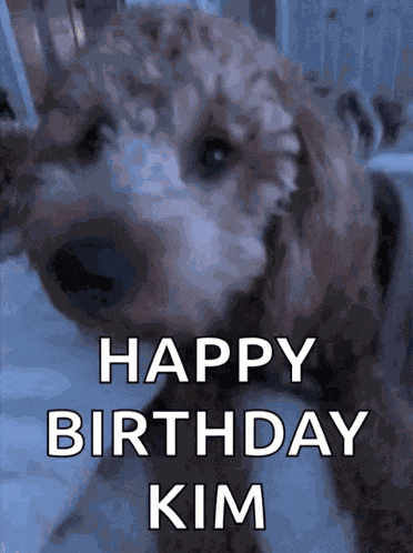 Goldendoodle Puppies GIF