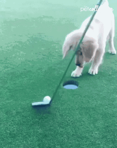 Golf GIF