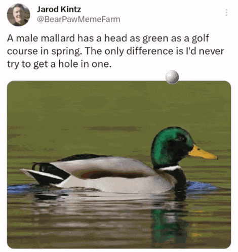 Golf Course Hole In One GIF