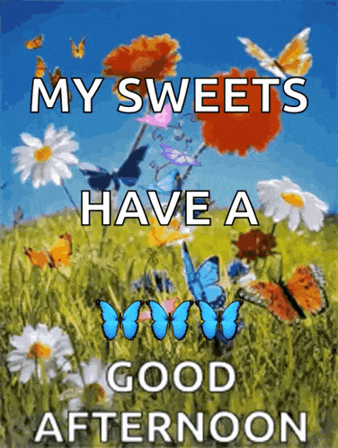 Good Afternoon Rollygifs GIF