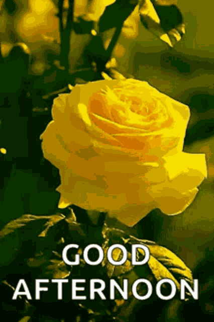 Good Afternoon Rollygifs GIF