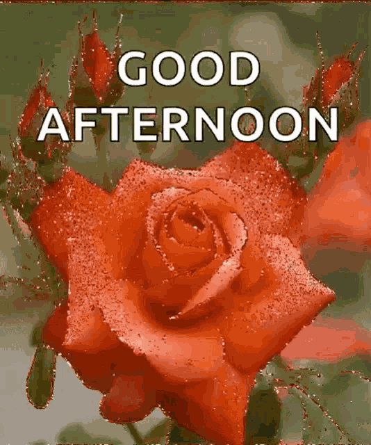 Good Afternoon Sparkles GIF