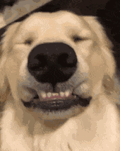 Good Boy Good Boi GIF