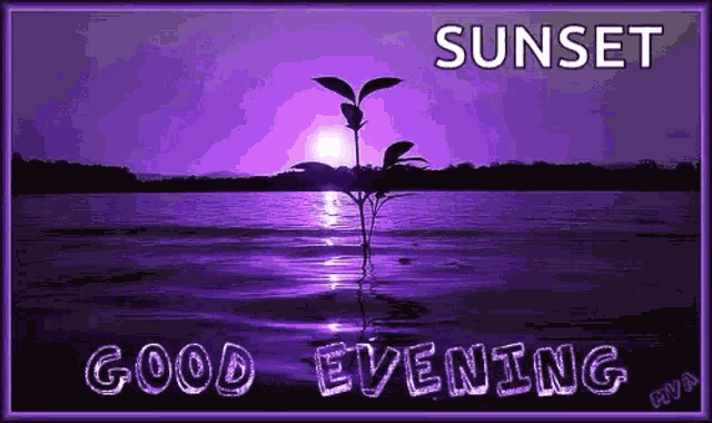 Good Evening Twinkle GIF