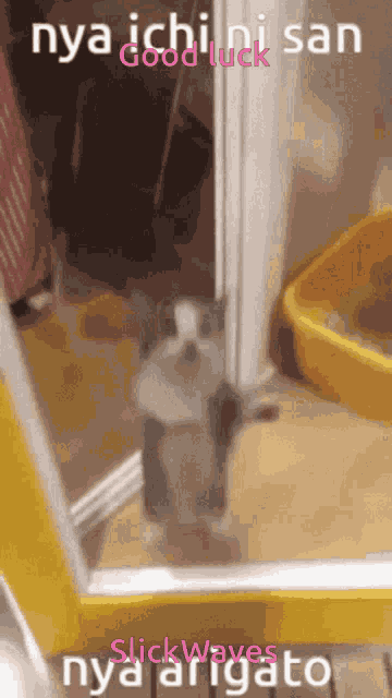 Good Luck GIF