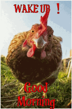 Good Morning 2024 Meme