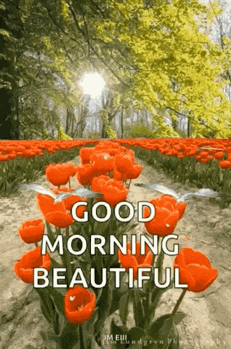Good Morning Beautiful Flowers GIF