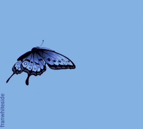 Good Morning Butterfly And Daisies GIF