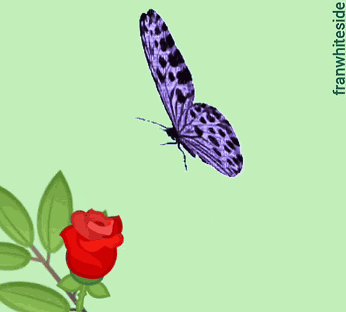Good Morning Butterfly And Rose GIF