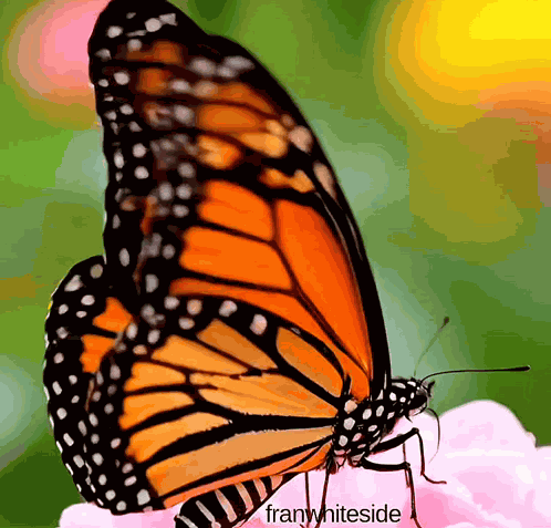 Good Morning Butterfly GIF