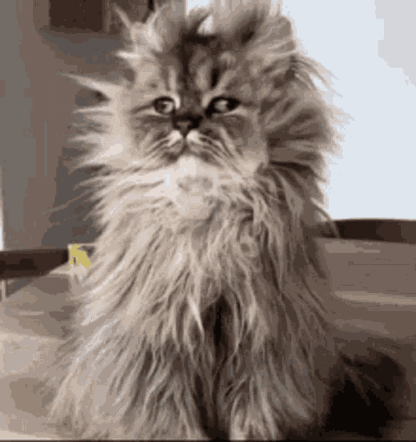 Good Morning Cat GIF