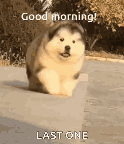 Good Morning GIF