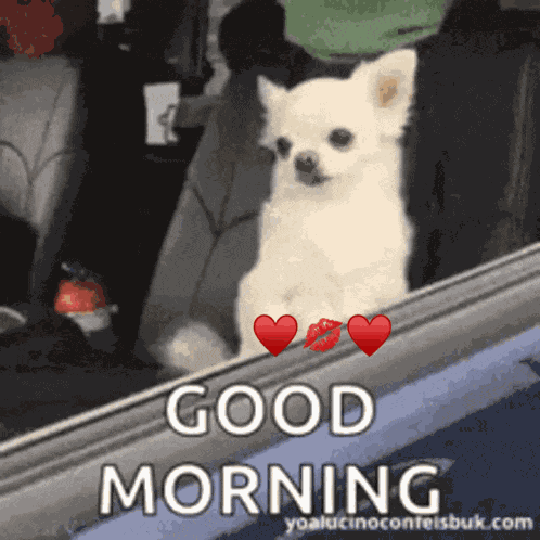 Good Morning GIF