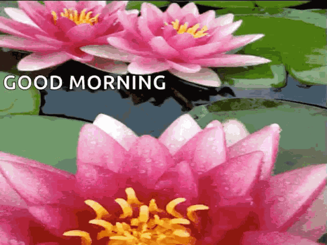 Good Morning Flowers GIF