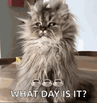 Good Morning Funny Animals GIF