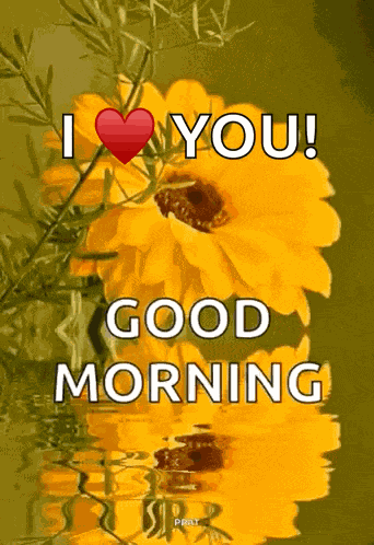 Good Morning GIF