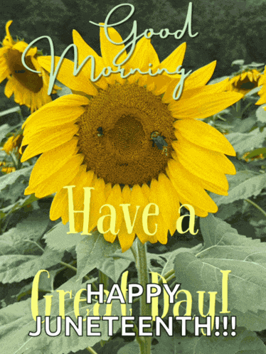 Good Morning Good Morning Beautiful Meme