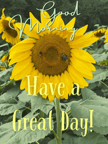 Good Morning Good Morning Beautiful Meme