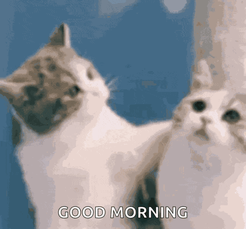 Good Morning Good Morning Love GIF
