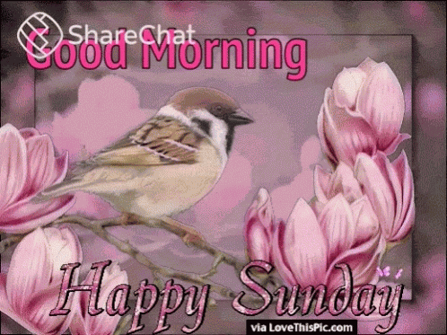Good Morning Happy Sunday GIF
